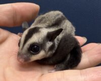 フクロモモンガの画像9