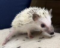 ハリネズミ（国産ベビー：ピント♂）懐っこいです♪の画像9