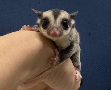 かわいいモモンガベビーがたくさん入荷しました♪の画像