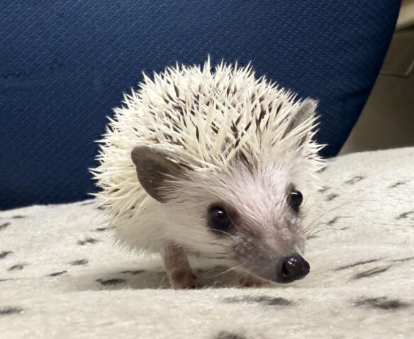 ハリネズミ（国産ベビー：ピント♂）懐っこいです♪のメイン画像