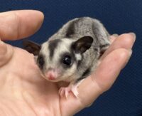 フクロモモンガの画像4