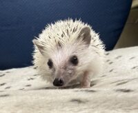 ハリネズミ（国産ベビー：ピント♂）懐っこいです♪の画像8