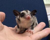 フクロモモンガの画像3