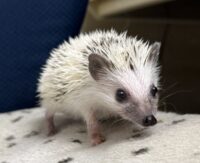 ハリネズミ（国産ベビー：ピント♂）懐っこいです♪の画像10