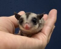 フクロモモンガの画像2