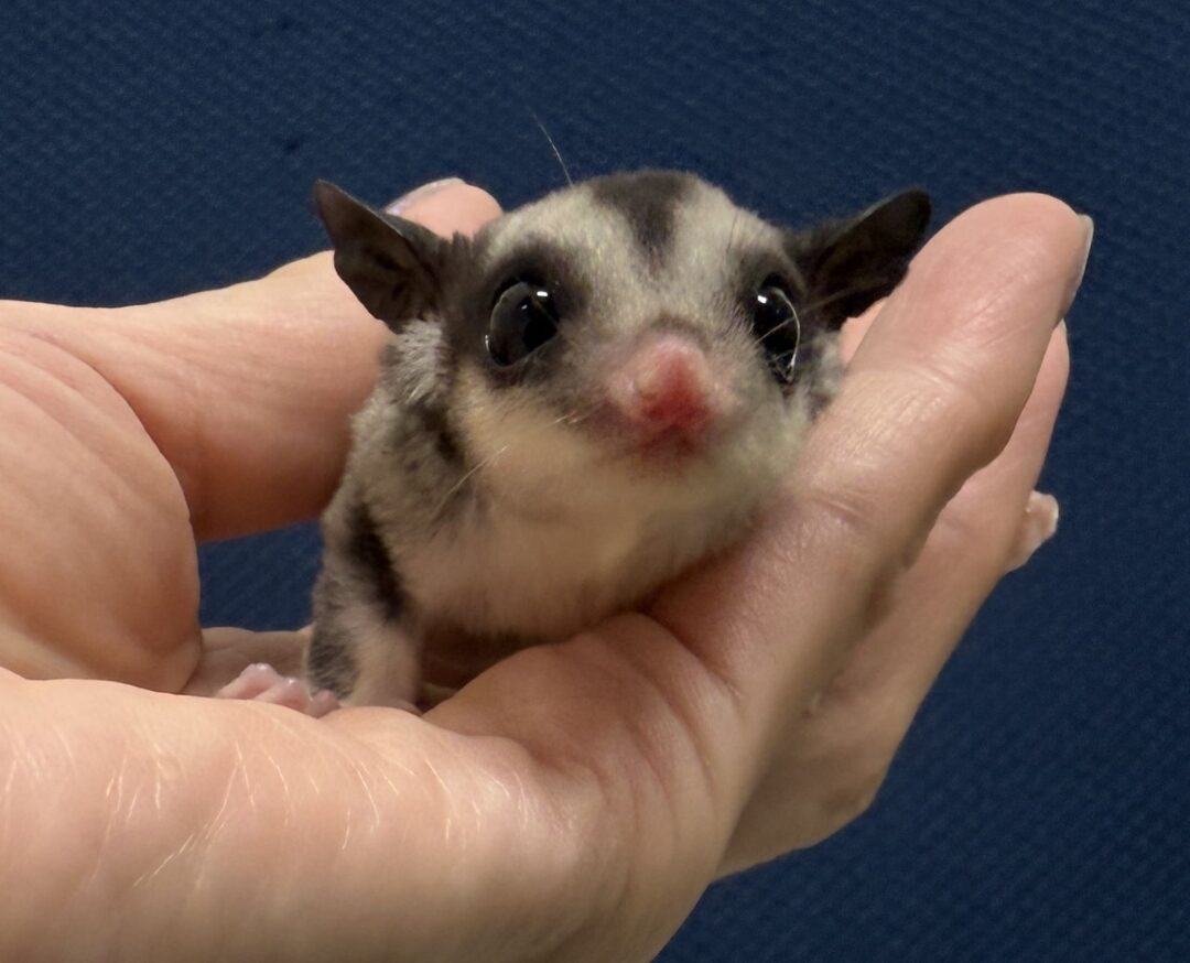 フクロモモンガのメイン画像