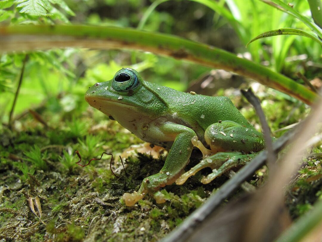 シュレーゲルアオガエル新入荷！のメイン画像
