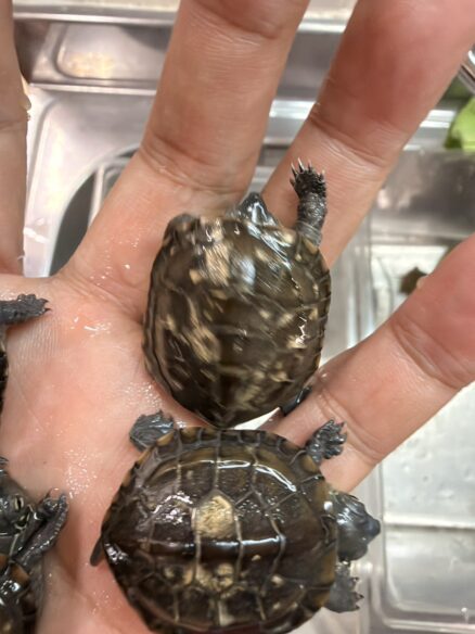 ゼニガメのメイン画像