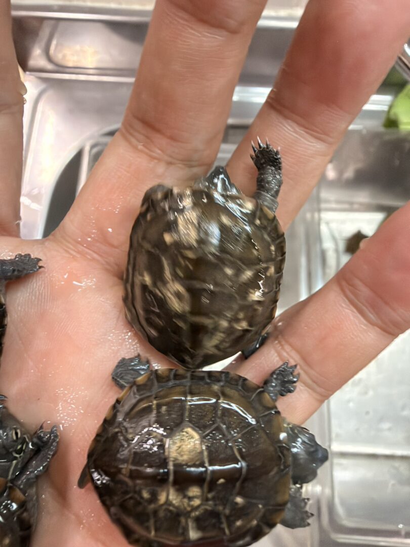 ゼニガメのメイン画像