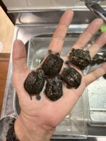 ゼニガメの画像4