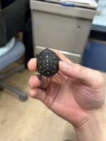 キボシイシガメの画像1