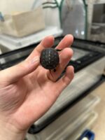 キボシイシガメの画像2