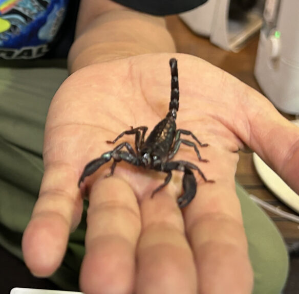 チャグロサソリ 国産ベビーのメイン画像