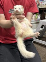 フェレットの画像2
