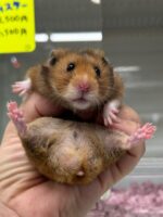 ゴールデンハムスターの画像1