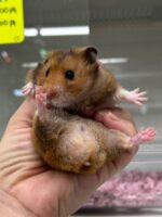 ゴールデンハムスターの画像2
