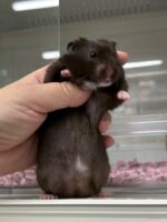 ゴールデンハムスターの画像1