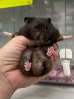 ゴールデンハムスターの画像2