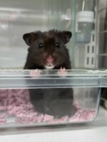 ゴールデンハムスターの画像3