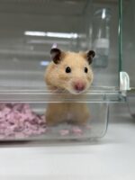 キンクマハムスターの画像1