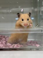 キンクマハムスターの画像2