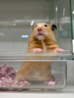 キンクマハムスターの画像3