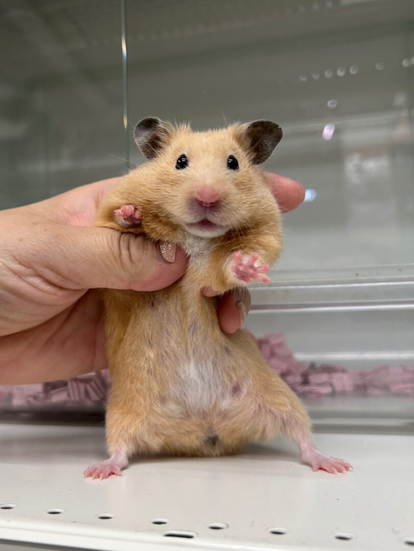 キンクマハムスターのメイン画像