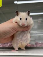 ゴールデンハムスターの画像2