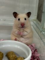 ゴールデンハムスターの画像3