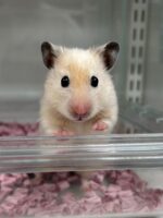 ゴールデンハムスターの画像1