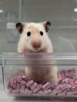 ゴールデンハムスターの画像3