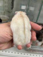 超可愛い　ジャンガリアンハムスターのベビー（イエロープディング）の画像2