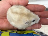 超可愛い　ジャンガリアンハムスターのベビー（イエロープディング）の画像3