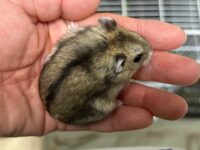 ジャンガリアンハムスターの画像1