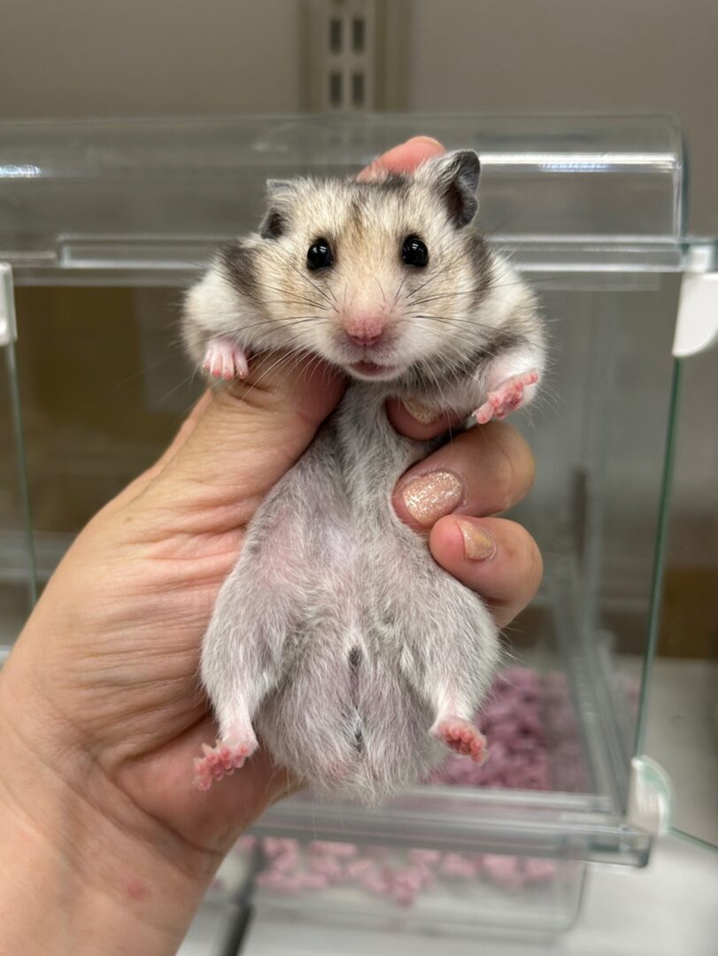 ゴールデンハムスターのメイン画像