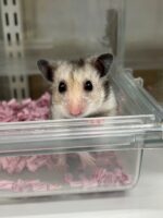 ゴールデンハムスターの画像1
