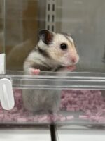 ゴールデンハムスターの画像2