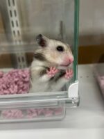 ゴールデンハムスターの画像3