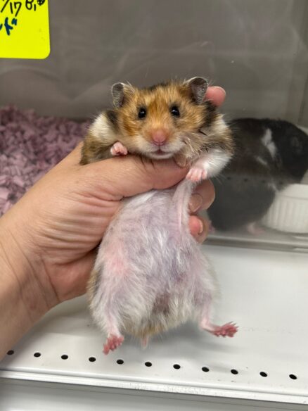 ゴールデンハムスターのメイン画像
