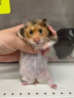ゴールデンハムスターの画像1