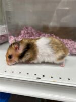 ゴールデンハムスターの画像3