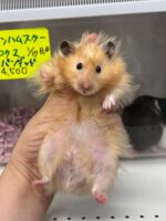 ゴールデンハムスターの画像1
