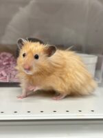 ゴールデンハムスターの画像2