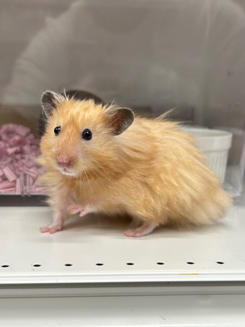 ゴールデンハムスター 最高の虚無顔😟 #ハムスター #ゴールデンハムスター #キンクマ