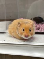 ゴールデンハムスターの画像1