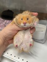 ゴールデンハムスターの画像2