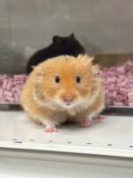 ゴールデンハムスターの画像3