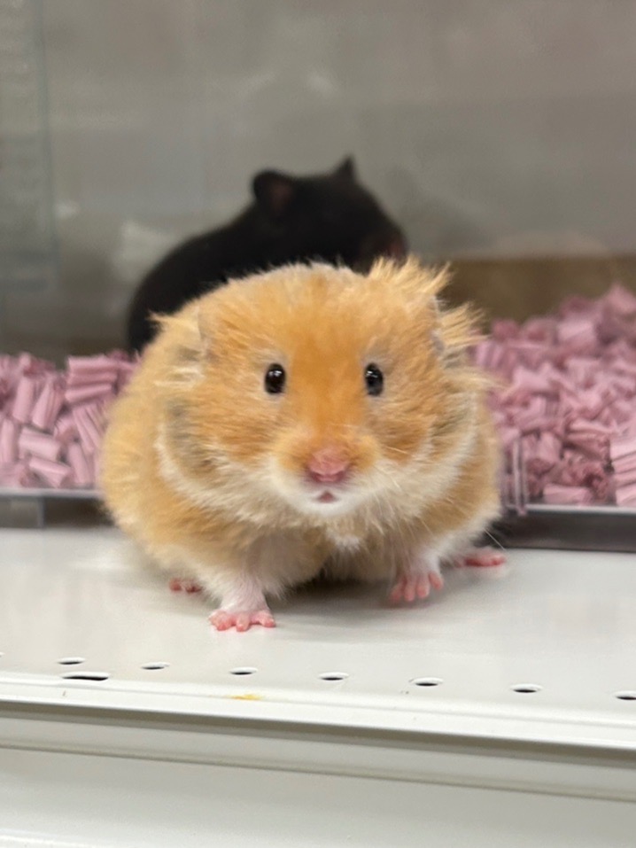 ゴールデンハムスター ゴールデンハムスター | ピュアアニマル