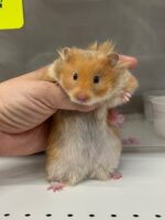 ゴールデンハムスターの画像4