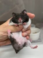 超可愛い　ゴールデンハムスタークロクマバンデットベビーの画像2